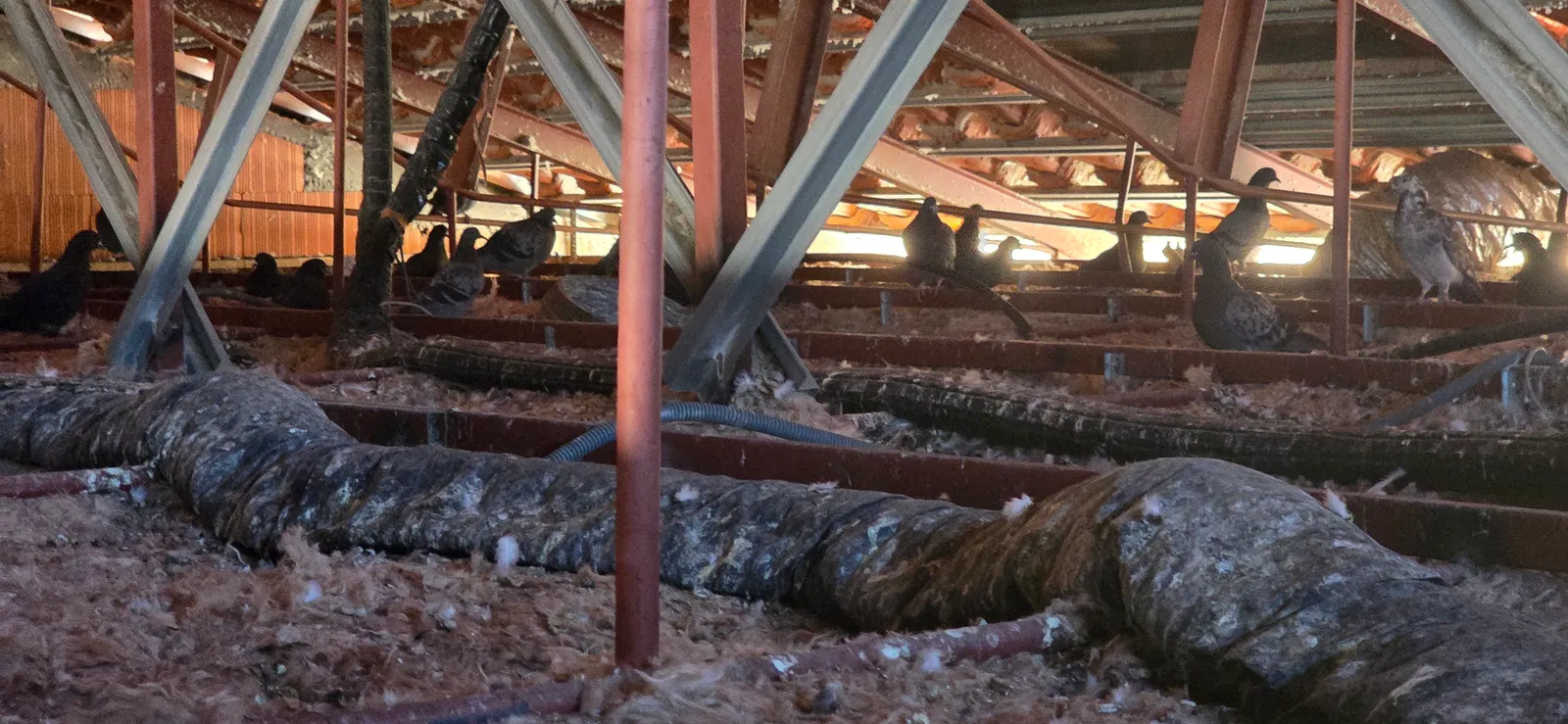 Nettoyage syndrome de Noé